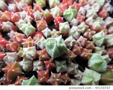 仙人掌幼苗 44159787