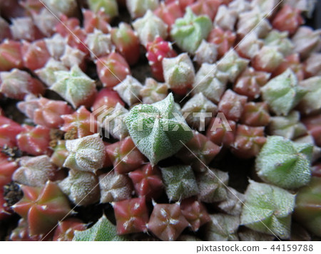 仙人掌幼苗 44159788