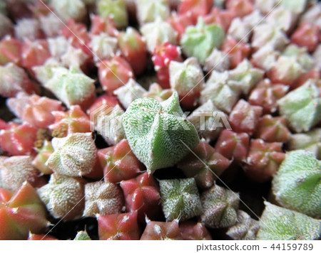 仙人掌幼苗 44159789