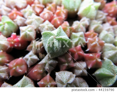 仙人掌幼苗 44159790