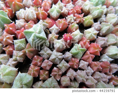 仙人掌幼苗 44159791