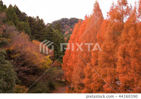 Kameyama湖秋葉 44160390