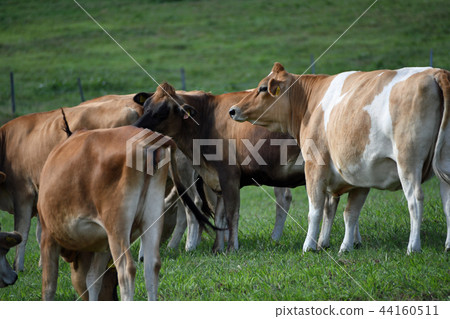Jersey cattle at Souzan Plateau Jersey cattle at Souzan Plateau 44160511