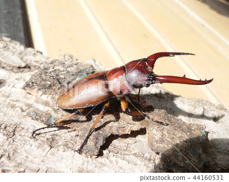 Asta koedes saw gully 44160531