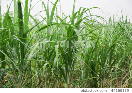 sugarcane field with blue sky in tropical country. 44160589