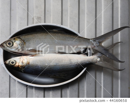 Raw milkfish. Nutritious fish dish in Taiwan. 44160658