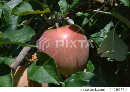 The first fall of the apple tree garden in the suburbs of Hirosaki 44160714