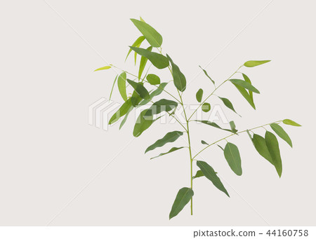 eucalyptus isolated on gray background 44160758