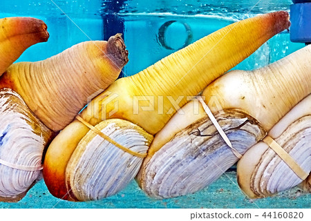 Elephant trunk clam on a seafood market Elephant trunk clam on a seafood market 44160820