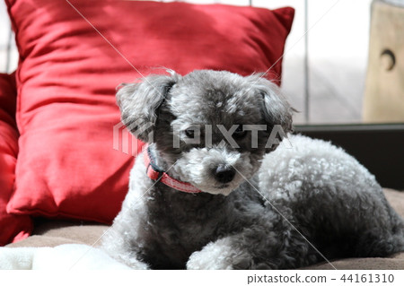 Toy Poodle Hinata Bokko Toy Poodle Hinata Bokko 44161310