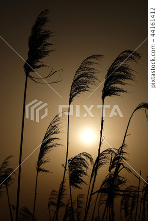 Susukino silhouette evening scenery Susukino silhouette evening scenery 44161412