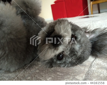 玩具貴賓犬躺下 44161558