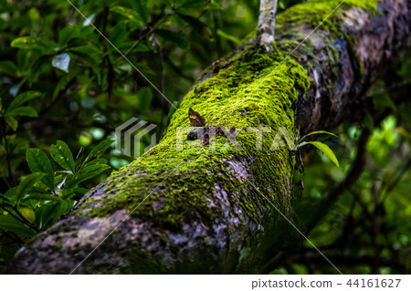 Butterfly on green moss in rain forest 44161627
