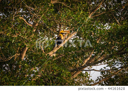 Hornbill of Khao Yai National Park 44161628