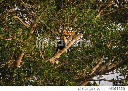 Hornbill of Khao Yai National Park 44161630