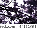 櫻花背光 44161694