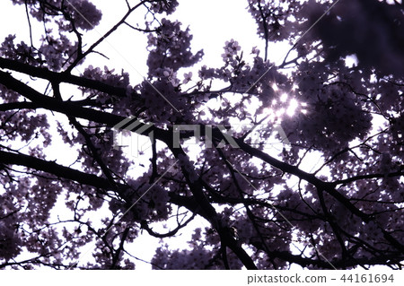 櫻花背光 44161694