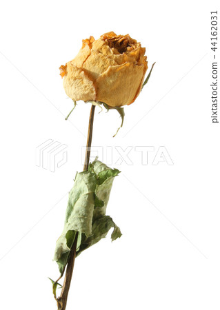 Dried yellow rose flowers Dried yellow rose flowers 44162031