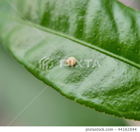 Hatching of Namihaha (when you put your head out of the egg. Kumquat) 44162844