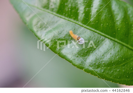 Hatchery hatchery (where you are eating eggshells) 44162846