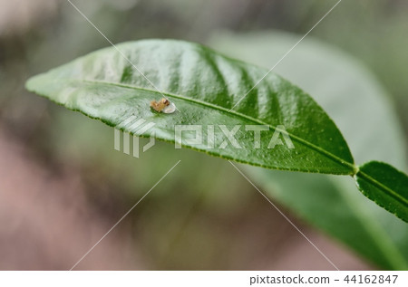 孵化Namihaha（你正在吃蛋殼，金橘） 44162847