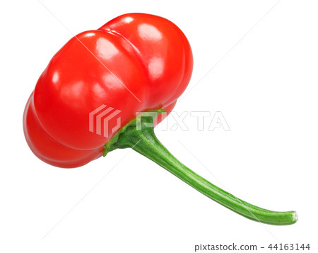 Aji Brazilian Pumpkin pepper, paths Aji Brazilian Pumpkin pepper, paths 44163144