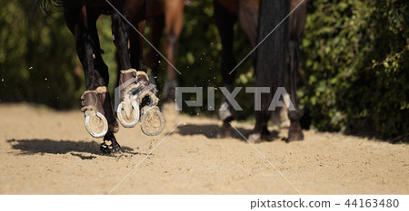 The horse runs on the sandy road 44163480