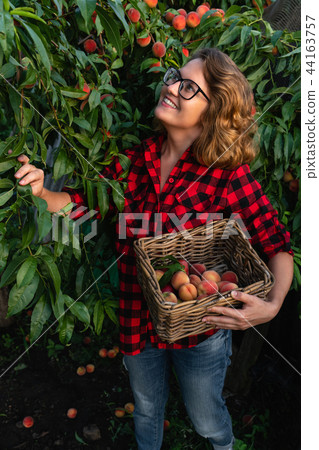 woman pick up peaches woman pick up peaches 44163757