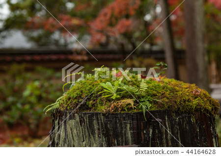 秋葉和庭院在京都,日本 秋葉和庭院在京都,日本 44164628