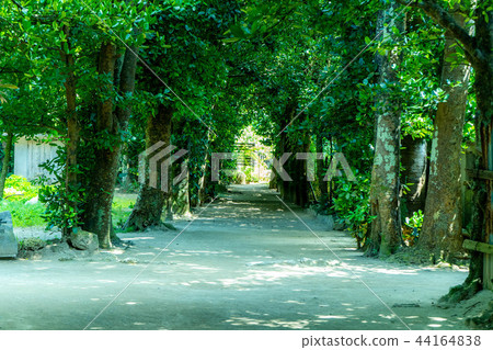 Bise的Fukugi Avenue 01 44164838