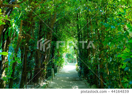 Bise的Fukugi Avenue 02 44164839