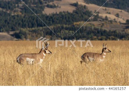 Pronghorn Antelope in the Fall rut Pronghorn Antelope in the Fall rut 44165257
