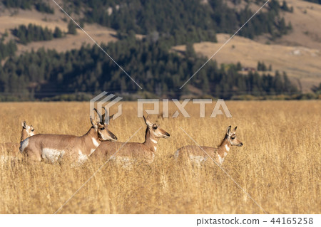 Pronghorn Antelope in the Fall rut 44165258