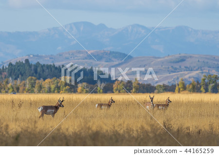 Pronghorn Antelope in the Fall rut 44165259