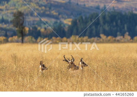 Pronghorn Antelope in the Fall rut Pronghorn Antelope in the Fall rut 44165260