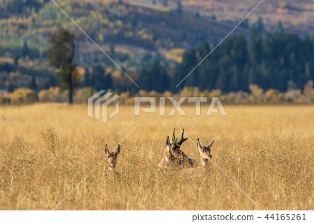 Pronghorn Antelope in the Fall rut Pronghorn Antelope in the Fall rut 44165261