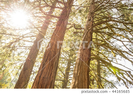 Sun through the tree tops Sun through the tree tops 44165685