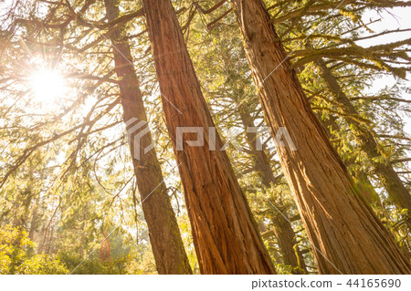 Sun through the tree tops Sun through the tree tops 44165690