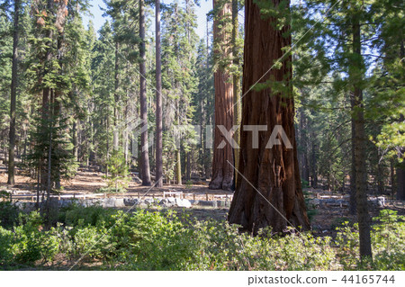 Giant sequoias at Yosemite National Park 44165744