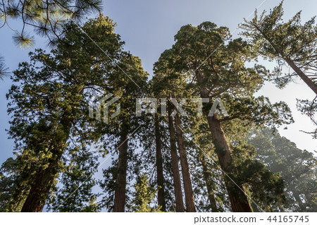 Giant sequoias at Yosemite National Park 44165745