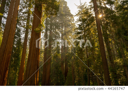 Giant sequoias at Yosemite National Park 44165747