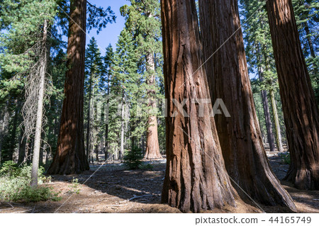 Bachelor and the three graces at Mariposa grove 44165749