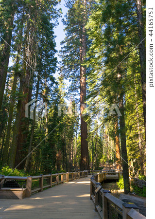 Giant sequoias at Yosemite National Park Giant sequoias at Yosemite National Park 44165751