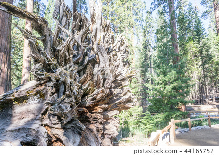 Roots of the Fallen giant at Mariposa grove 44165752