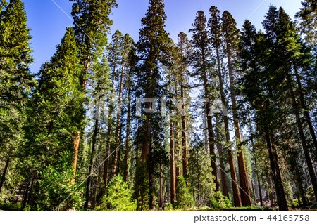 Giant sequoias at Yosemite National Park Giant sequoias at Yosemite National Park 44165758
