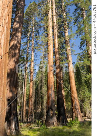 Giant sequoias at Yosemite National Park Giant sequoias at Yosemite National Park 44165761