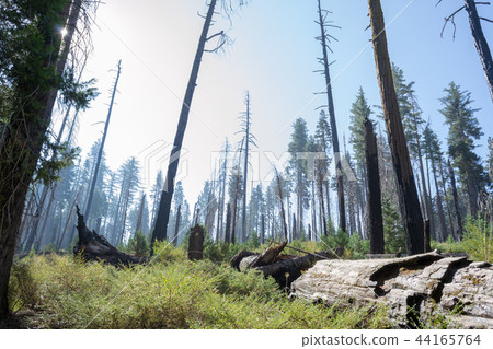 Burnt sequoias at Yosemite National Park 44165764