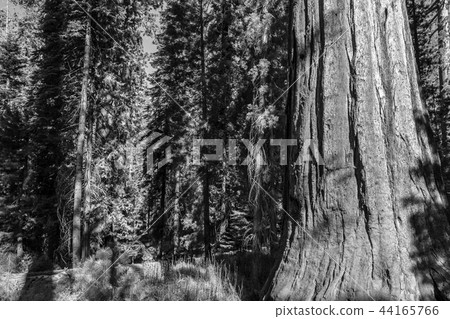 Giant sequoias at Yosemite National Park Giant sequoias at Yosemite National Park 44165766