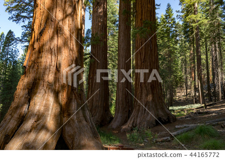 Bachelor and the three graces at Mariposa grove 44165772