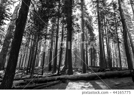 Giant sequoias at Yosemite National Park Giant sequoias at Yosemite National Park 44165775